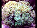 IL MIO ACQUARIO MARINO IN PIENA LUCE