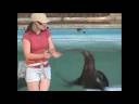 Sea Lion Splash Show Excerpt - 9.5min Sea Lion Splash Show Excerpt - 9.5min