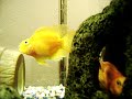 Irfan bektik papagan baligi parrot fish akvaryum