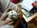 Marshmallow, The Kitten