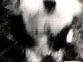 Bichón Habanero video