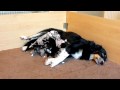 Berger Australien du Fond des Camps - Chiots de Flo et BeLucky