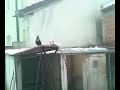 pigeons-barrdhoshi tu rre krah.