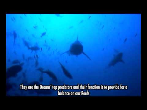 Beqa Adventure Divers