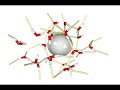 Hydration Shell Dynamics of a Hydrophobic Particle