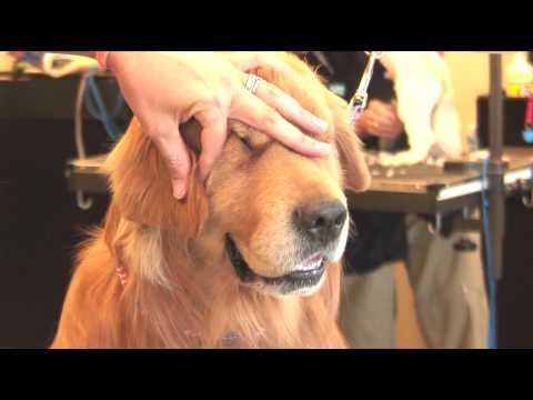 How to Trim the Hair Around a Shaggy-Haired Dog's Ears : Dog Grooming
