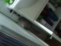 videos de Chinchi