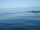 Whale Watching Tour Victoria (BC) II