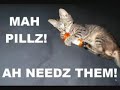 epic-lolcats-video-lots-of-new-pictures.html