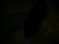 videos de il cane devastatore