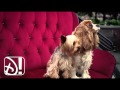 Baby(Justin Bieber)-Lucas Grabeel-Sharpay's Fabulous Adventure Featured song-DcIFc! HD