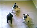 Pugs Heads A-Tilting