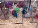 spasmatic hamsters.