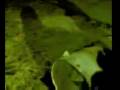 videos de La Llanta