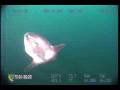 Ocean Sunfish (Mola mola)