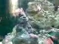 Click here to watch this video boyu tl 550 zumbo do gabriel