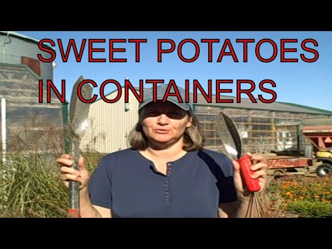 how to grow sweet potatoes in a containers