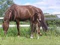 Bestineo - 12 h old foal first time out
