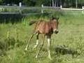 Bestineo - 12 h old foal first time out