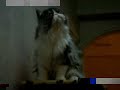 Baby cats: Moses talking? (1/2) www.babycat.net