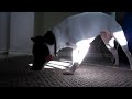 Chasing the light