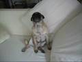 Pug video
