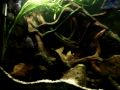 Parachromis loisellei, Chuco micropthalmus, Parachromis managuensis