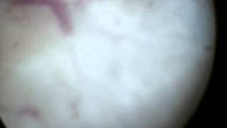 Nicolau Cotelesse-3