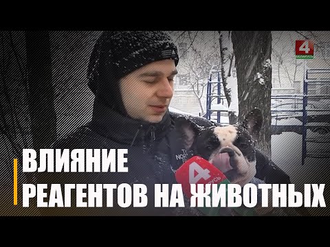 Даведаліся, як у Гомелі рэагенты ўплываюць на скураны абутак і на лапы сабак видео