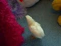 Chick... we miss u Chick... we miss u