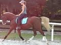 Flash Pointt, age 3. Arabian colt. Dressage training. Flash Pointt, age 3. Arabian colt. Dressage training.