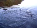 Pike, muskie, gedde Pike, muskie, gedde