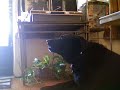 Lily dog sings Bowie- Drive in Saturday