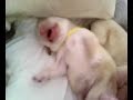 Labrador Welpen 3 Tage alt