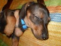 boby il bassotto