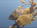 California diving - Anacapa 2006