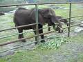 videos de Serengeti Park 2008 - Elefantenfütterung