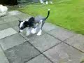 Amy going crazy