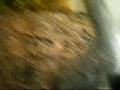 videos de Pet Tour part 1(remade)
