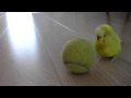 Pogledaj Klip