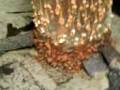 11inch paip overflow tangki hutan melintang
