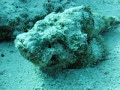 poisson pierre