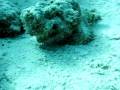 videos de poisson pierre