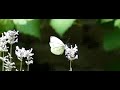 Butterfly in my garden