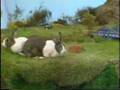 Peter Cook -- Room 101 - Rabbits