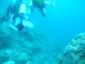 videos de Underwater scenery in Anilao