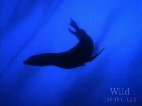 National Geographic Wild Chronicles ...