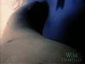 National Geographic Wild Chronicles Stellar Sea Lions National Geographic Wild Chronicles Stellar Sea Lions