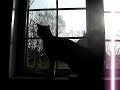 Fidji qui se bat dans la vitre avec un chat