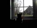 Fidji qui se bat dans la vitre avec un chat